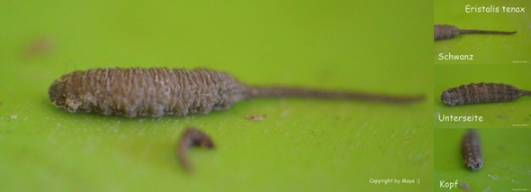 Kann Mir Jemand Sagen Was Das Hier Fur Ein Lebewesen Ist Tiere