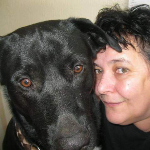 - (Hund, Umfrage, Abstimmung)