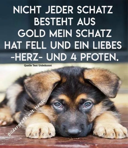 Download Hundesprueche zum nachdenken For Free Hundesprueche Zum Nachdenken