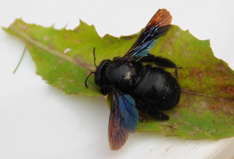 Was ist das für ein fliegender schwarzer Käfer? (Insekten)