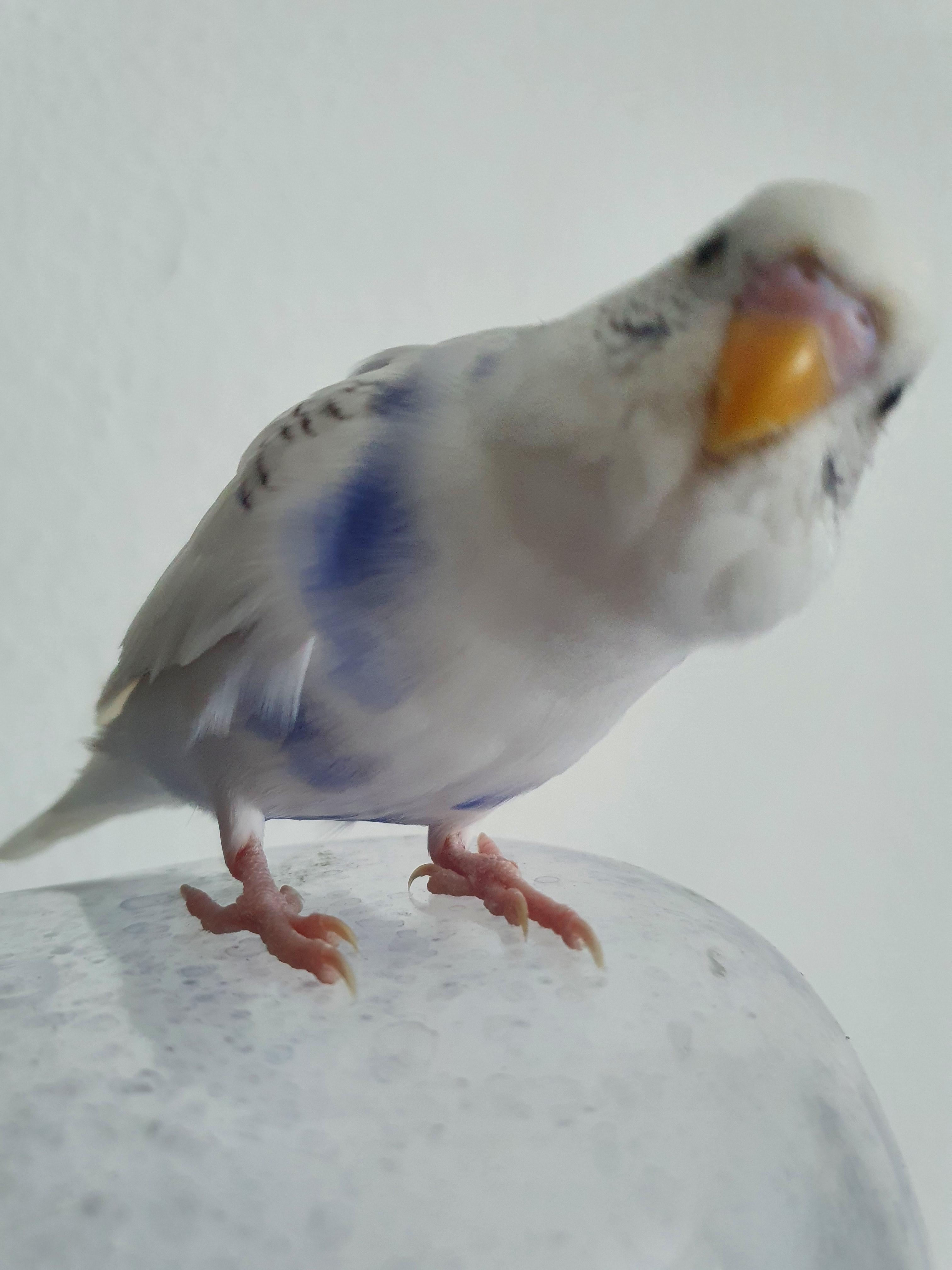 Welche sind die schönsten Wellensittich „Farbvarianten“? (Vögel, Zucht ...