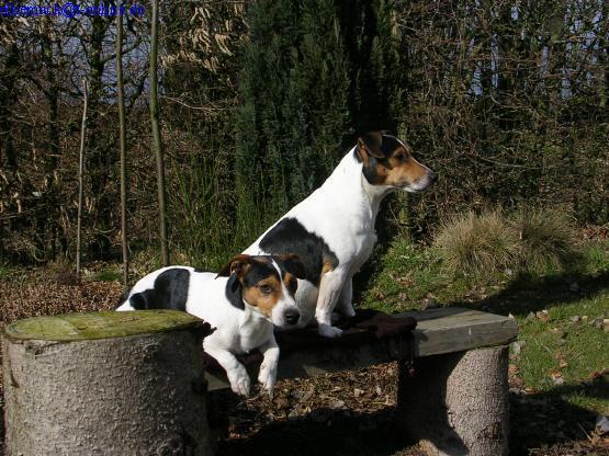 auf Beobachtungsposten - (Hund, Pflanzen, Garten)