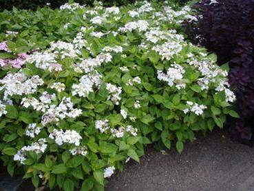 - (Pflanzen, GartenRatgeber)