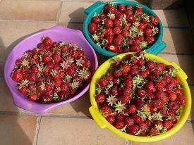  - (Garten, Erdbeeren, Anbau)