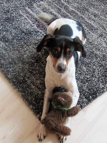 - (Tiere, Umfrage, Abstimmung)