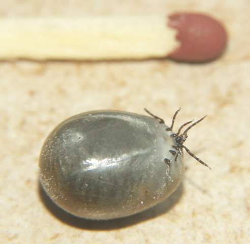 zecke durch hund bekommen oder unwahrscheinlich tiere zecken