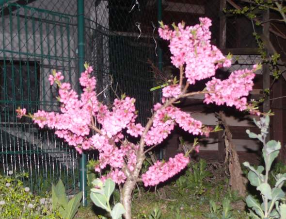 - (Pflanzen, Garten)