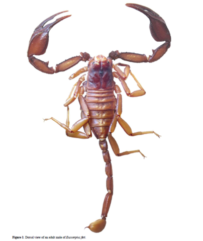  - (Skorpion, Artenbestimmungen per Foto)