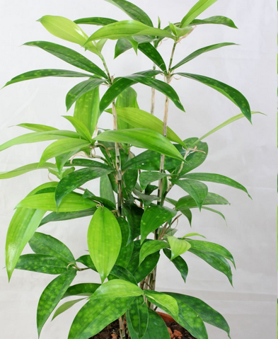 Was ist das f r eine Bambusartige Zimmerpflanze Pflanzen Was ist das f r eine Bambusartige Zimmerpflanze Pflanzen