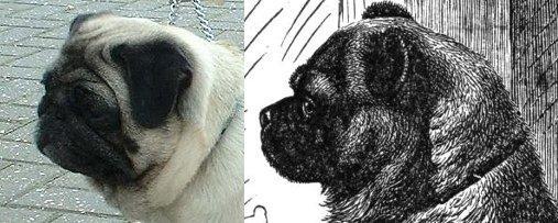 Mops 1927 und 2003 - wikipedia - (Hund, Hunderasse, Mops)