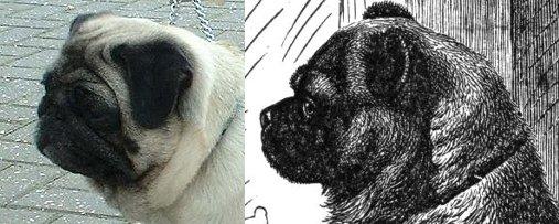 Warum haben Möpse (Hunderasse) eine platte Nase? (Hund, Hunderassen, Mops)