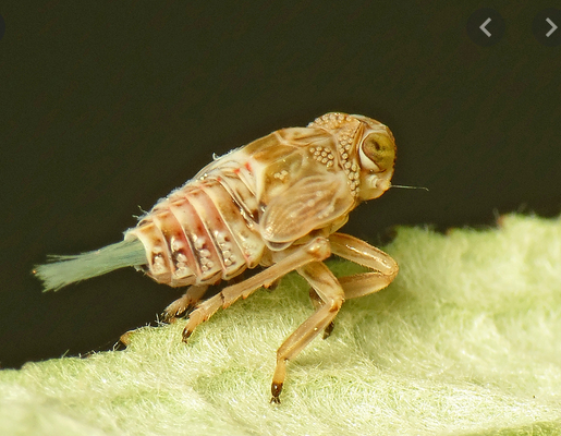 - (Insekten, Käfer)