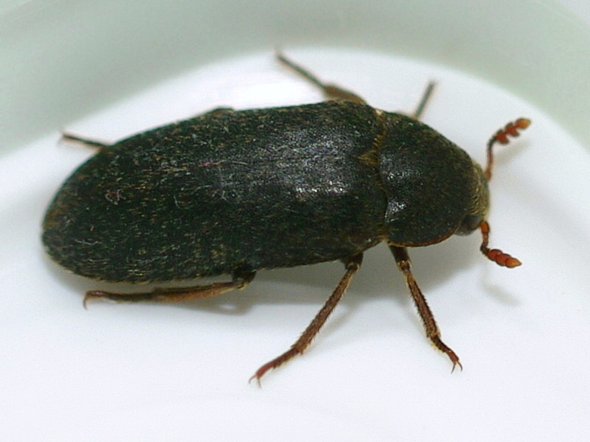 - (Insekten, Ungeziefer, Käfer)