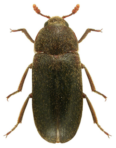 - (Insekten, Ungeziefer, Käfer)