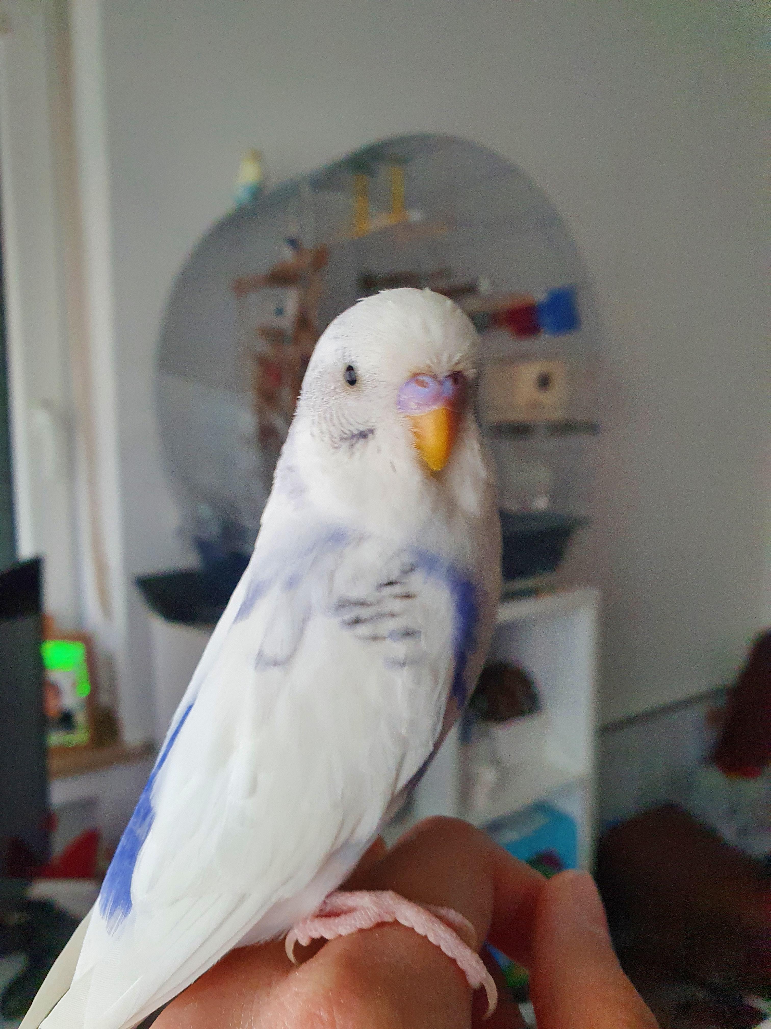 Ist mein Wellensittich ein männlich oder weiblich? (Vögel ...