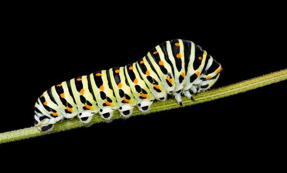 Schwalbenschwanzraupe - (Angst, Insekten, Schmetterling)