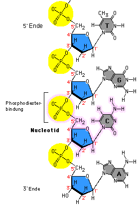 Biologie DNA 5' und 3'?