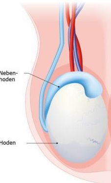 Komisches Gefuhl Am Hoden Gesundheit Und Medizin Krebs Komisches Gefuhl Am Hoden Gesundheit Und Medizin Krebs
