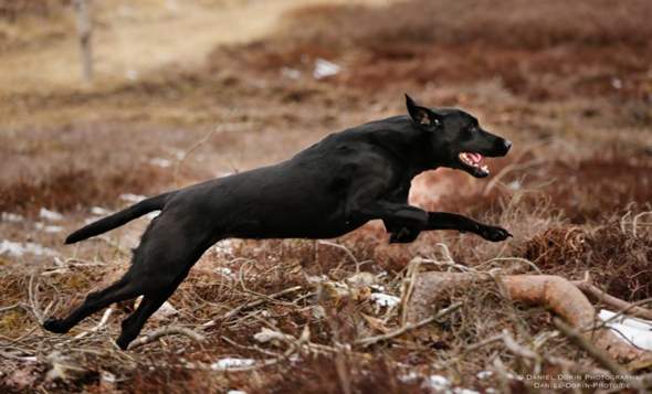 Wie schnell ist ein labrador? (Tiere, Hund, Schnelligkeit)