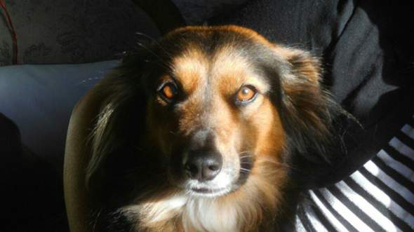 Wunscht Man Beileid Bei Einem Verstorbenem Tier Psychologie