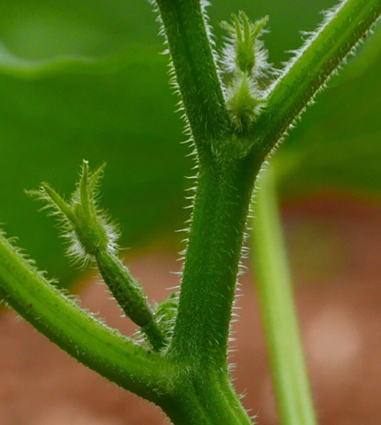 - (Garten, Gemüse, Gemüseanbau)