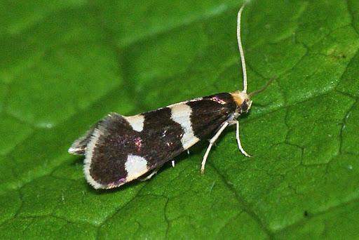 Motte? (Insekten, Motten)