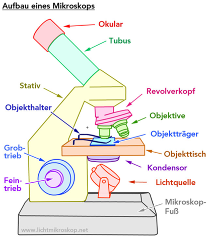 Mikroskope Wie Heissen Die Teile Alle Bild Schule