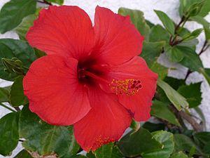 Hibiskusblüte - (Zimmerpflanzen, züchten, Hibiskus)