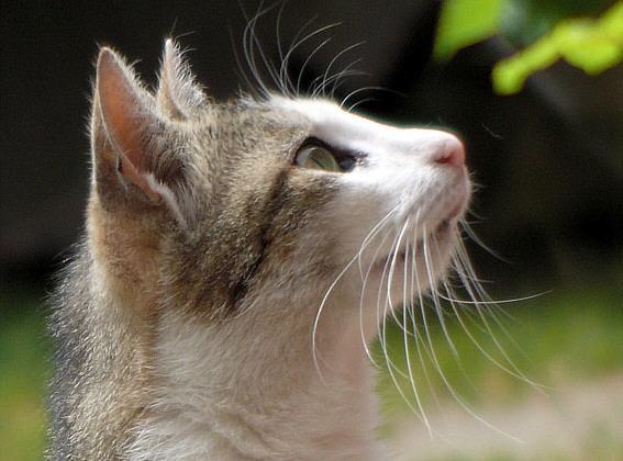 tierheimkatze, bild des jahres 2009 - (Katzen, Baby)