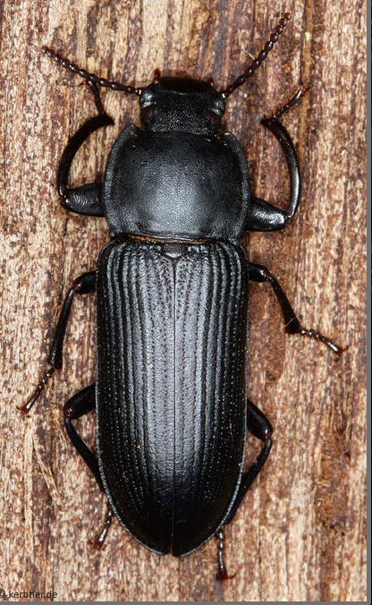 Schwarze Käfer in der Wohnung, wer kennt sie? (Insekten, Ungeziefer
