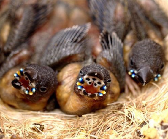 Was Ist Das Bunte Vogel Tiere Vogel