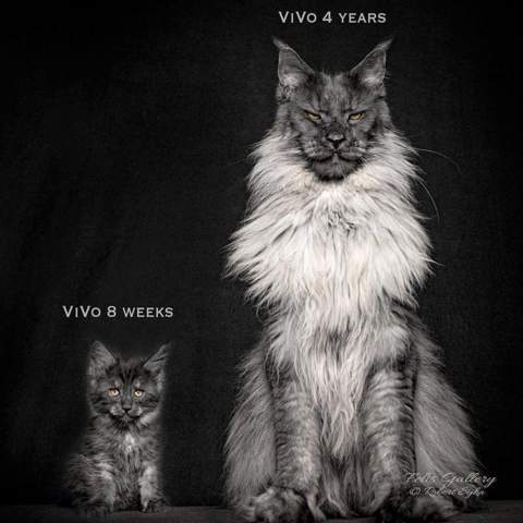 Lieblingstiere Tiere Hund Umfrage