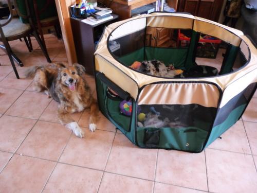 hund pinkelt in die wohnung meines freundes c