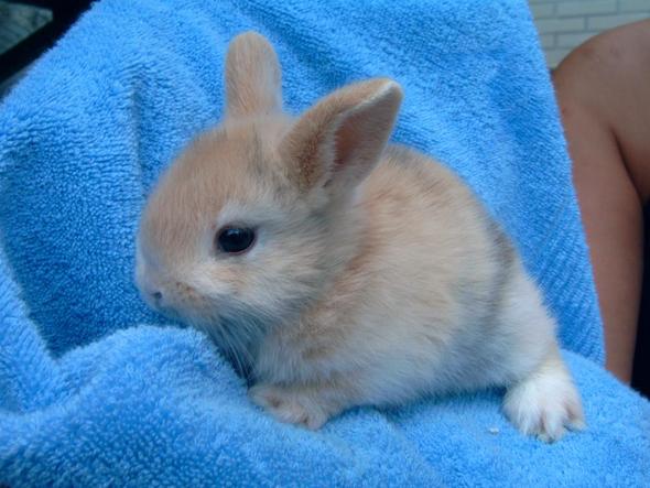 Was Fur Ne Milch Fur Hasenbabys Nahrung