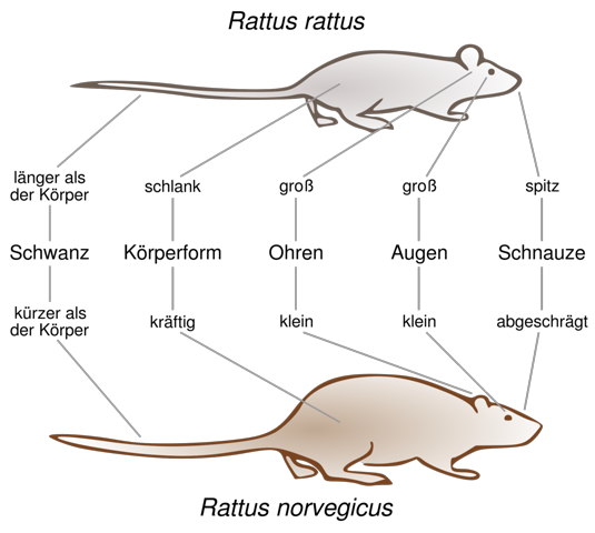Was ist das genau für eine Ratte (Jungtier)? (Tiere, Ratten)