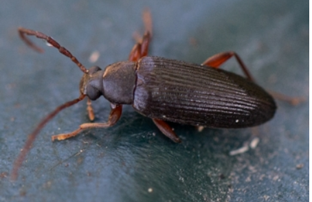 Schwarze käfer an der Hauswand im Garten und im Haus? (Schädlinge)