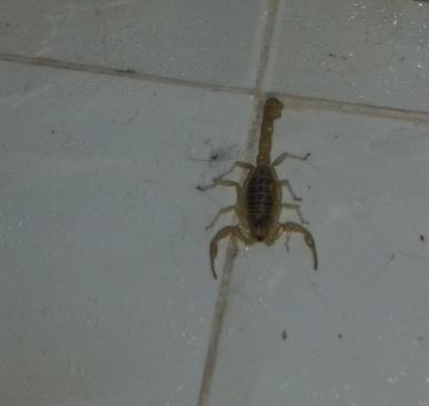 - (Tiere, Skorpion)