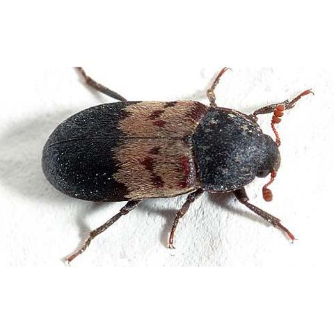 Speckkäfer - (Biologie, Insekten, Käfer)