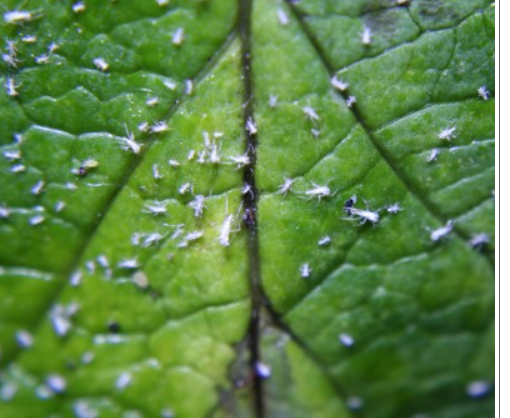 Weiße Insekten auf Venusfliegenfalle? (Pflanzen)