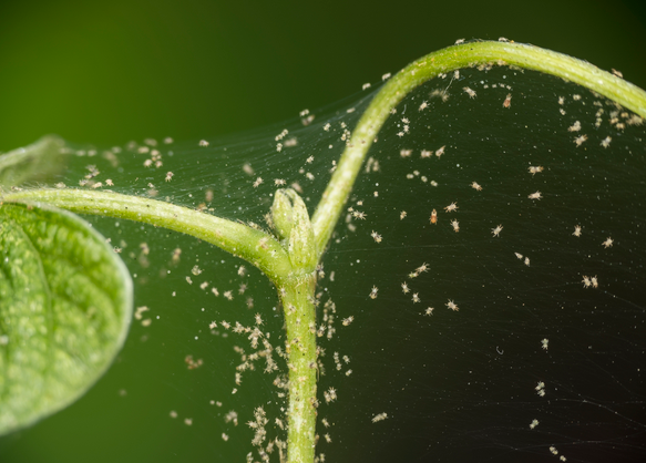 Pflanzen befallen - Was sind das für kleine weiße Tierchen? (Blumen