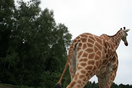 Giraffe aus dem Auto fotografiert - (Freizeitpark, Serengeti Park)