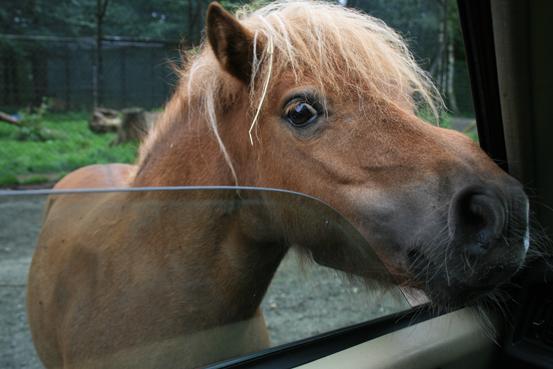 Pony guckt ins Auto - (Freizeitpark, Serengeti Park)