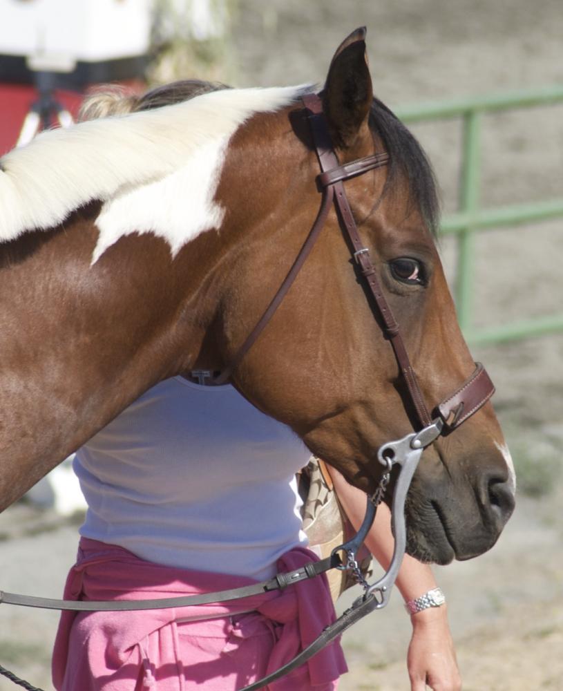 Wie funktioniert das Hackamore? (Pferde, Reiten, springen)