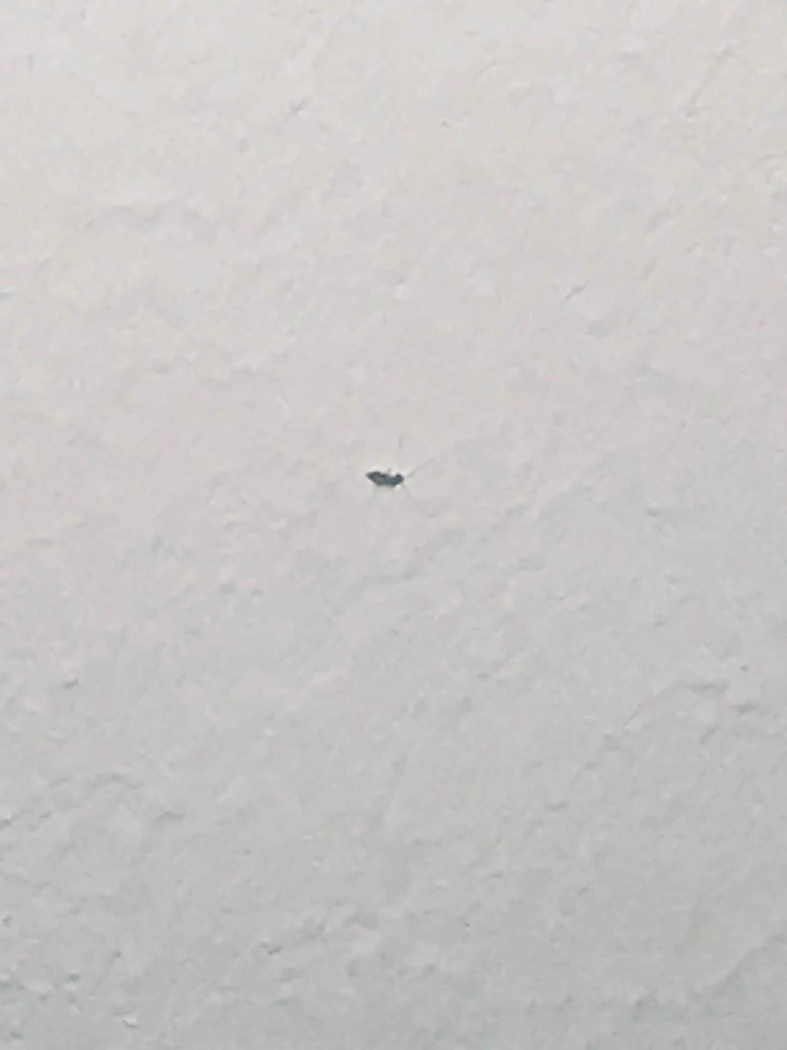 Komisches MiniTier (Ungeziefer?) an der Wand (Tiere, Zecken, Flöhe) Komisches MiniTier (Ungeziefer?) an der Wand (Tiere, Zecken, Flöhe)