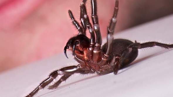 Sydney Trichternetzspinne Giftigste Spinne Der Welt : Giftspinnen-Alarm in Sydney nach Unwettern | Welt - Vermutlich hat diese giftige spinne von allen giftigen spinnenarten.