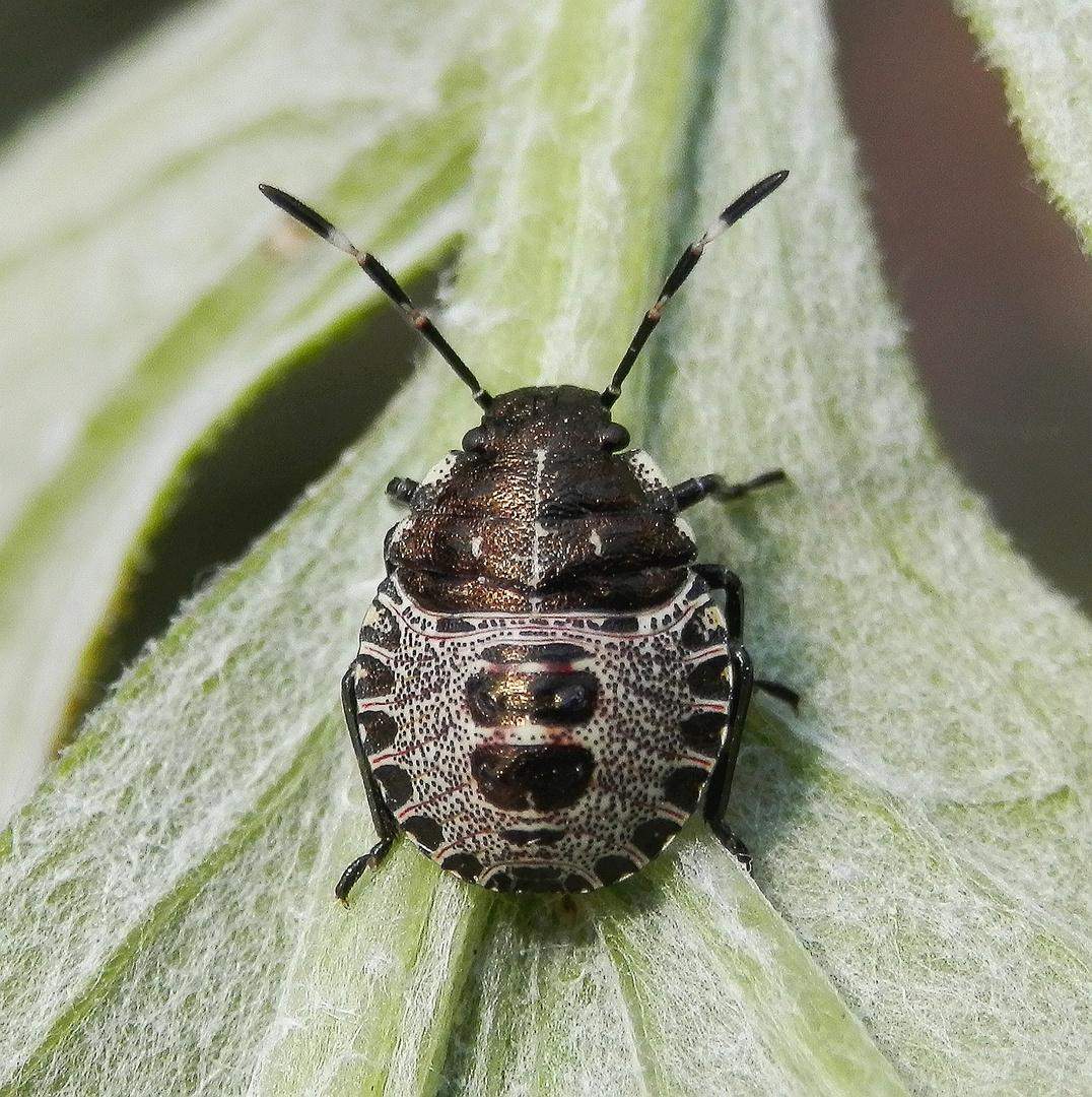 Schwarze kleine Käfer im Haus? (Tiere, Garten, Insekten)