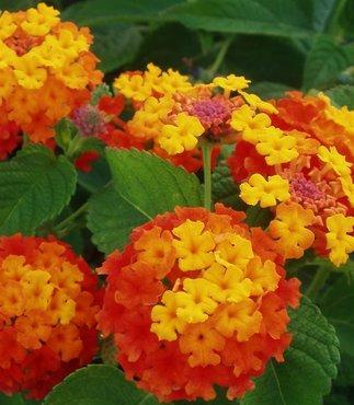 Wie Heissen Diese Blumen Die Gelb Und Orange Sein Konnen Mit Ganz Vielen Kleinen Bluten