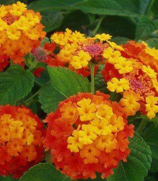 Wie heißen diese Blumen die gelb und orange sein können mit ganz vielen