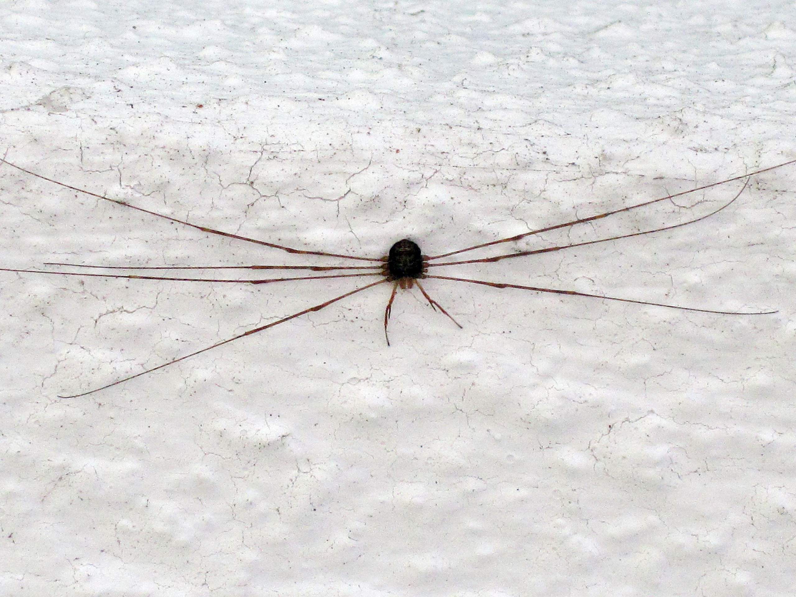 Welche spinne könnte das sein? (Spinnen, Spinnenart, Spinnentiere)