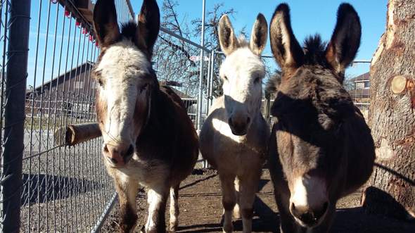 - (Tiere, Pferd, Reiten)